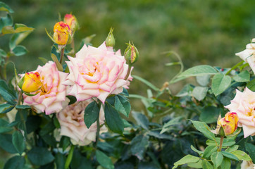 Pink and yellow roses in a rose garden