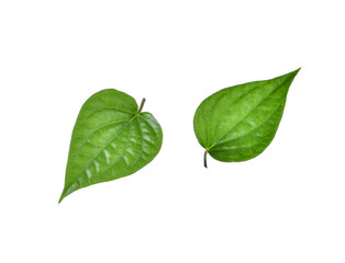 betel leaf isolated on the white background