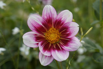 Obraz premium Blumen und Pflanzen