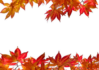 Fototapeta premium autumn leaves isolated on white background