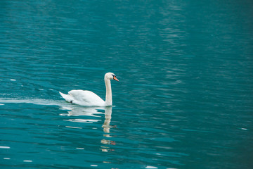 white swans in blue lake water