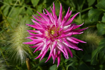 Fototapeta premium Blumen und Pflanzen