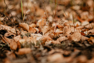 dry leaves