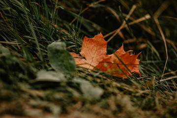 red maple leaf