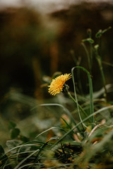 yellow flower