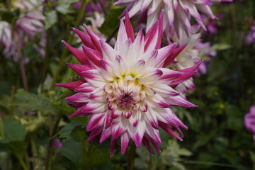 Obraz premium Blumen und Pflanzen