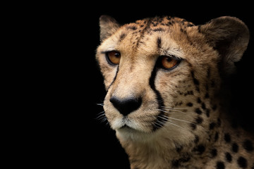 Cheetah