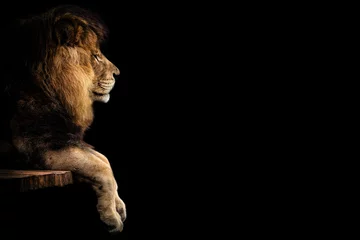  Lion © Marek