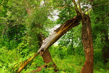 Naklejka premium windbreak