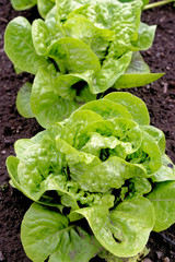 Little Gem Romaine Lettuce in a garden