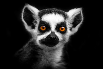 Naklejka na ściany i meble Black and white lemur