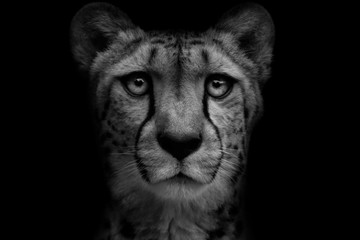 Black and white portrait cheetah
