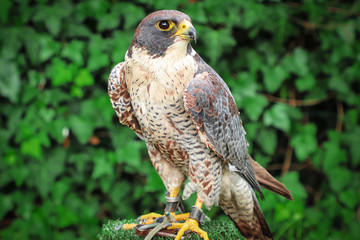 Peregrine Falcon