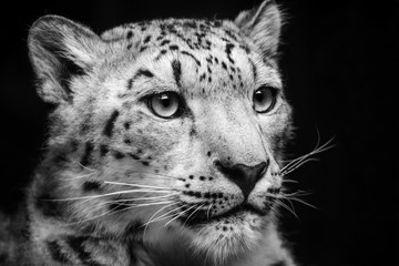 Portrait black and white leopard