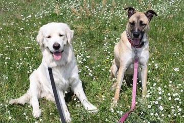 Dog friends out in flower field