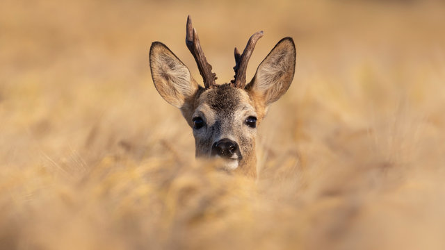 Rehbock mit Geweih  steckt den Kopf aus einem gelben reifen Getreidefeld heraus und guckt den Betrachter direkt an in Deutschland Satow