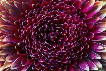 chrysanthemum flower art  background 