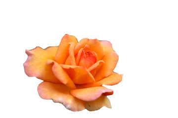 tender rose isolated on white