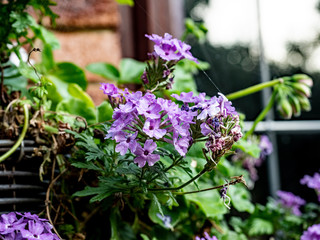 OLYMPUS DIGITAL CAMERA - BASKET