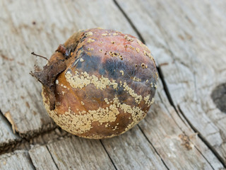 Apple affected by fungus and mold. Disease scab, a Lousy rotten Apple.