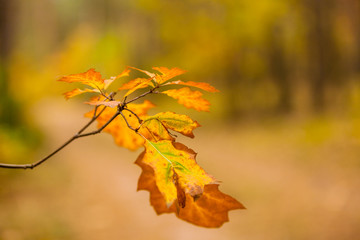 jesienne żółte liście klonu na gałęzi żółte rozmyte tło, jesienny krajobraz
