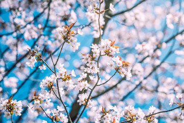 満開のさくら / 青空バック