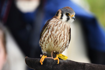 American Kestrel femelle (#faucon-educ)