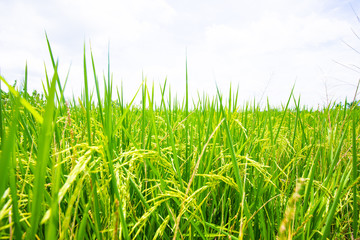 Paddy rice plantation field ready for harvest