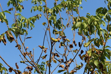 Walnuts ripened on a tree in the fall. They hang on branches in green peel.