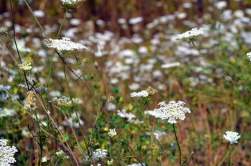 Hintergrund Wiese im Spätsommer