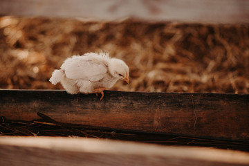 hen and chicks