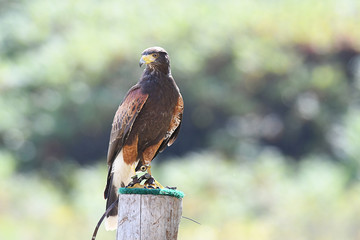 Harris's Hawk (#faucon-educ)
