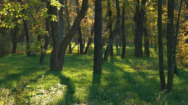 Beautiful autumnal park. Trees, green grass and sunlight. Early fall in forest.