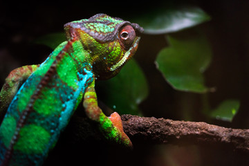 Chameleon looking