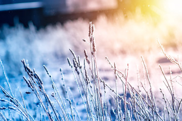 Winter landscape grass in frost on a snowy field at sunrise.