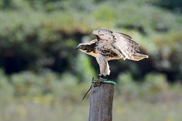 Red-tailed Hawk juvenile (#faucon-educ)