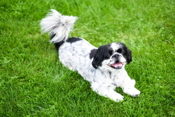 Glücklicher gefleckter Pekingese Hund auf Rasen
