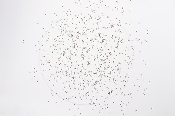 Chia seeds isolated on white backgroud.