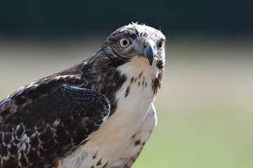 Red-tailed Hawk juvenile (#faucon-educ)