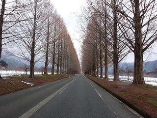 Fototapeta premium メタセコイア並木