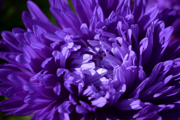 Fototapeta na wymiar Close up of a purple aster flower