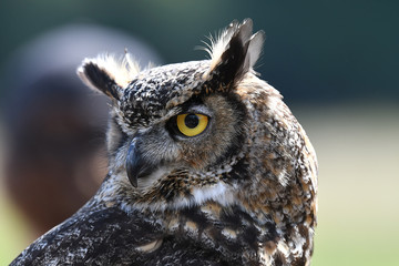 Great horned owl