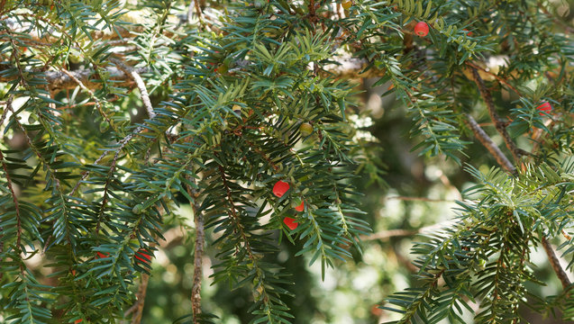 (Taxus baccata) Europ&auml;ische Eibe