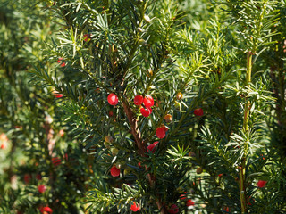 (Taxus baccata) Stämme, Blätter und rote Arillus der Europäischen Eibe