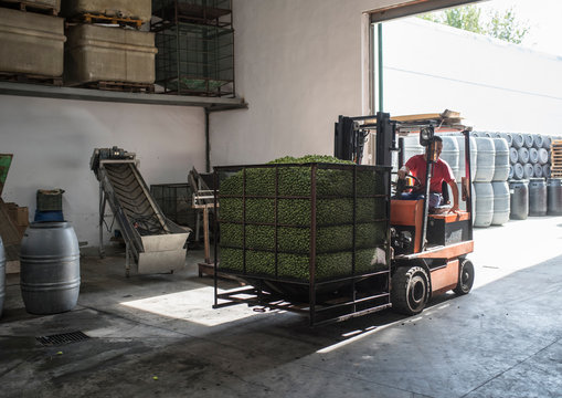 Olives Transportation In Forklift In Factory