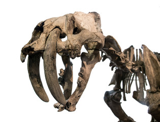 The skeleton of saber-toothed tiger, isolated on white background. © milkovasa