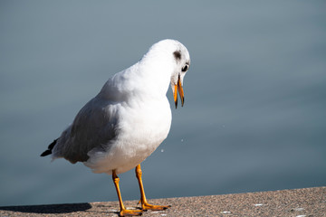 Fototapeta premium Seagull 