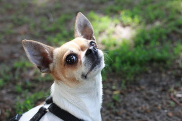 Chihuahua profile in the park