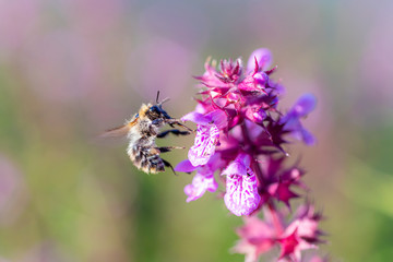 Flower and bee