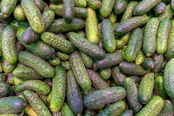 A plenty of green cucumber, green texture background. taken at the store, fresh harvest, healthy vegetables.